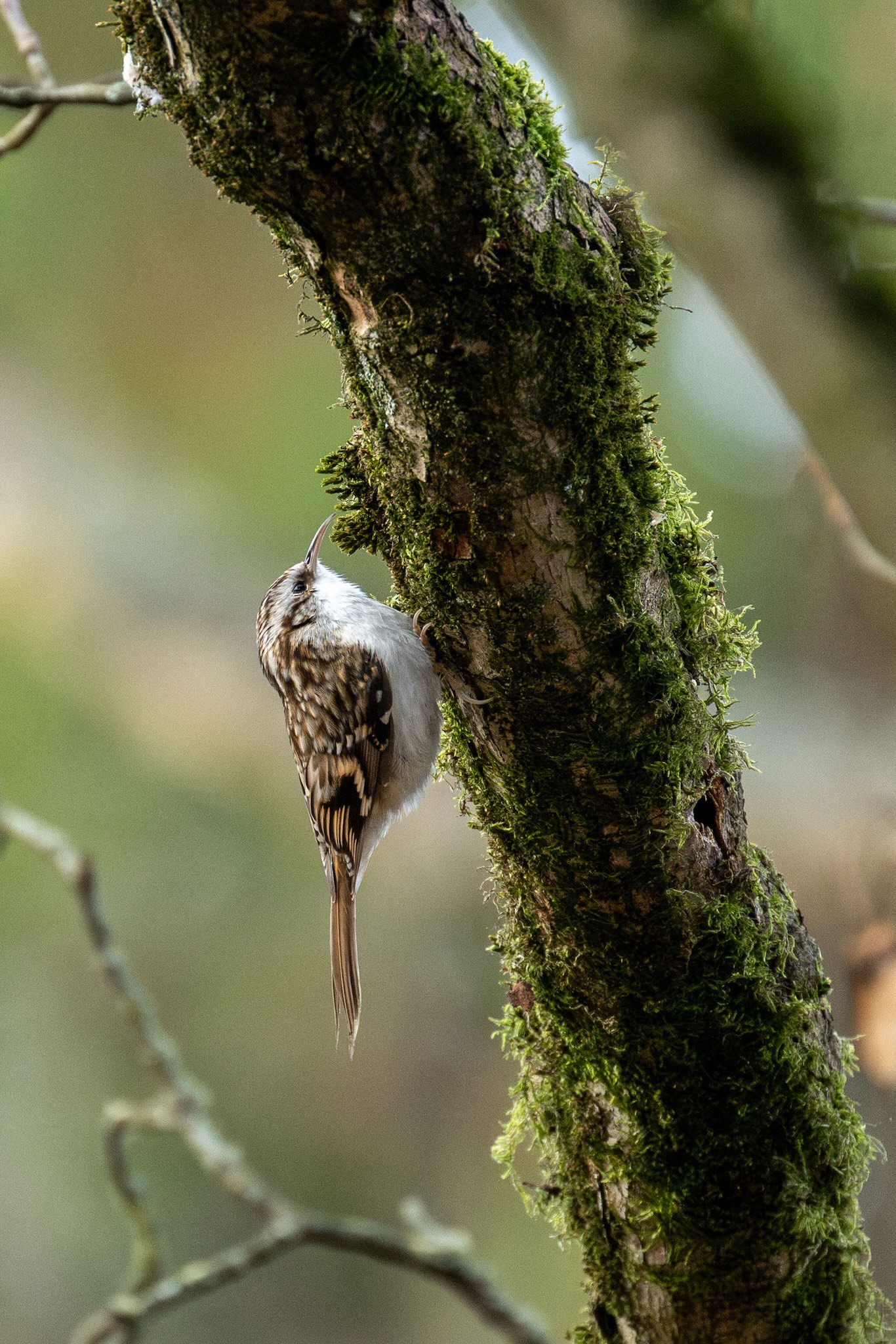 Der Waldbaumläufer am moosbewachsenen Stamm